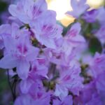 Lovely pink flowers bloom in the warm sunlight.