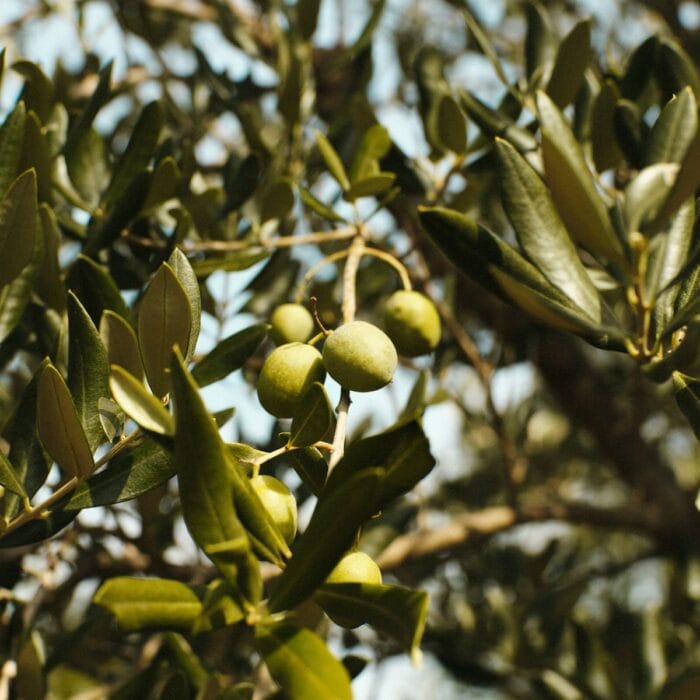 Moroccan Olive