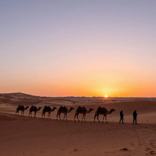 Camel caravan crossing Sahara dunes at sunset in February