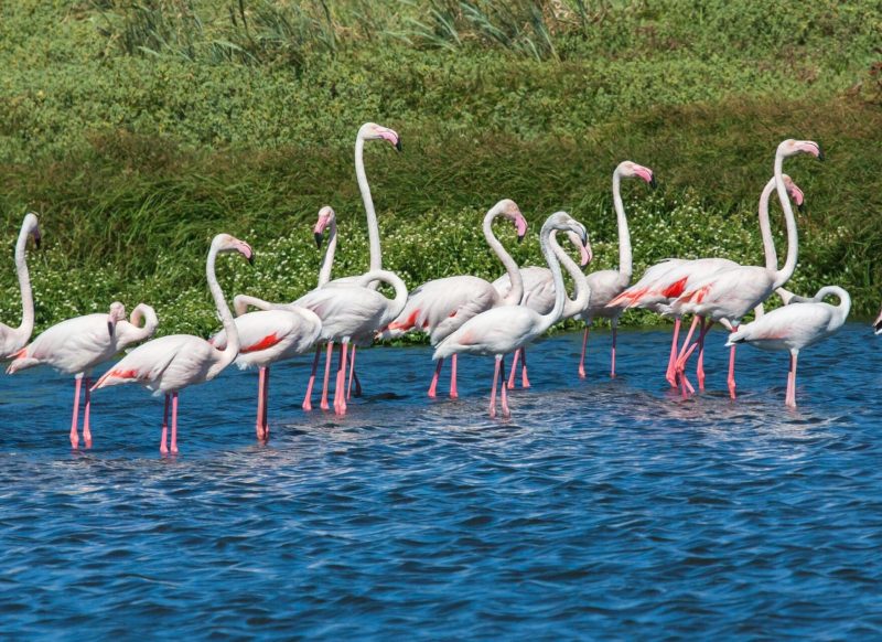 Beautiful flamingos wading in a serene lake, surrounded by lush grasslands.,morocco birds​