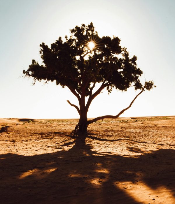 Morocco Tours for Seniors: Safe, Scenic & Culturally Rich Travel Options 1 Silhouette of a lone tree in the Sahara Desert, Morocco, with sun peeking through branches.morocco tours for seniors