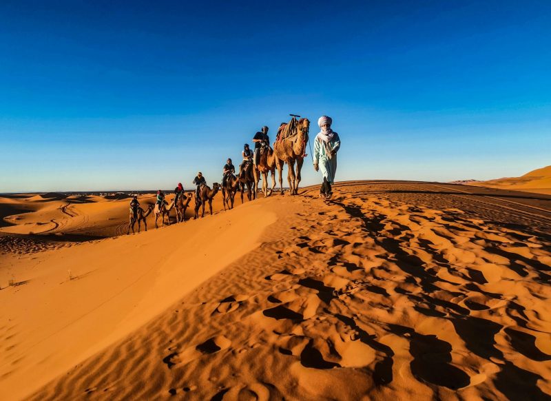 A caravan of camels led by a person traverses the sunlit desert dunes.morocco tours for seniors