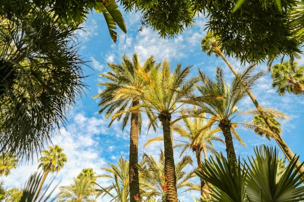 trees and sky.morocco weather in february